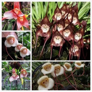 เมล็ดพันธุ์ กล้วยไม้หน้าลิง ต้นไม้ประดับ คละลายMonkey Face Orchid Bonsai Plant House Garden Flower Seeds 30เมล็ด