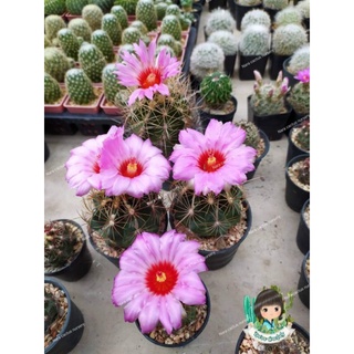 TheloCactus🌵🌵🌵 ไม้เพาะเมล็ด ดอกสวยมากๆ🌸🌸🌸