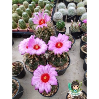 TheloCactus🌵🌵🌵 ไม้เพาะเมล็ด ดอกสวยมากๆ🌸🌸🌸