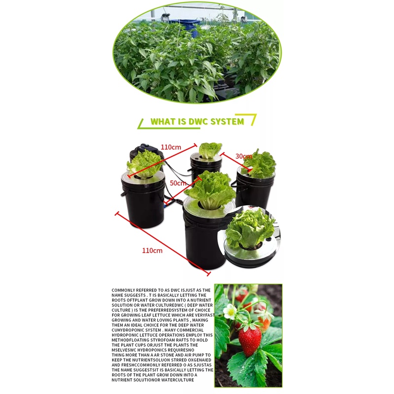 ชุดปลูกครบเซ็ท Hydroponic Grow System Deep Water Culture (DWC) Complete Kit (4 Bucket + Reservoir Kit) full set ราคา ถูกที่สุด ดีลบีเคเค แกลเลอรีภาพที่ 7