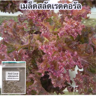 เมล็ดพันธ์ุ ผักสลัด เรดคอรัล 300 เมล็ด [10 แถม 1 คละได้]