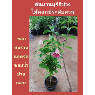 ต้นบานบุรีสีม่วง สูง 45ซม.ขึ้นไป ราคา 50 บาทค่ะ