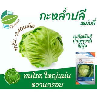 กะหล่ำปลี เหม่ยหลี่ (Cabbage)​