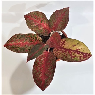 seeds Aglaonema Thai Red50 เมล็ด (ไม่ใช่พืชที่มีชีวิต)