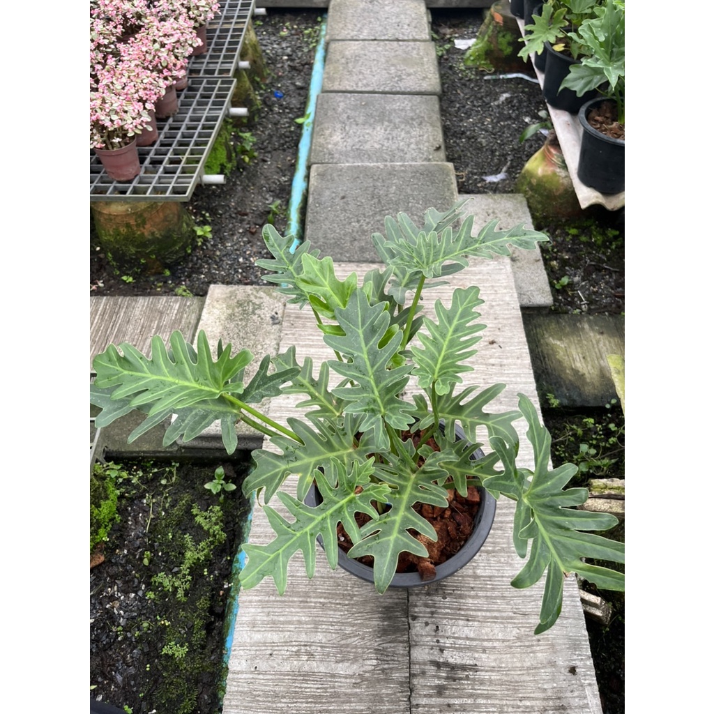 มุมมอง 3