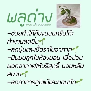 [ขั้นต่ำ5กิ่ง] พลูด่าง ขายเป็นกิ่ง ซื้อ5กิ่งขึ้นไปเท่านั้น ตัดสดจากสวน มีแถมทุกออเดอร์