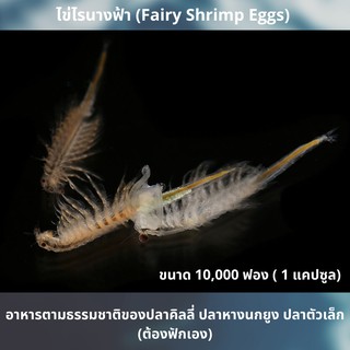 ไข่ไรนางฟ้า (Fairy Shrimp Eggs) อาหารตามธรรมชาติของปลาคิลลี่ ปลาหางนกยูง ปลาตัวเล็ก (ต้องฟักเอง)