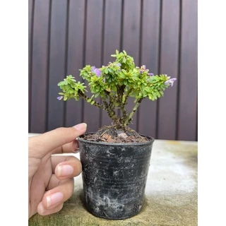 ม่วงเจริญใบเล็ก/หลินซานใบเล็ก [Linh Sam]💜 กระถาง3” บอนไซจิ๋ว ตัวใบเล็กสุด