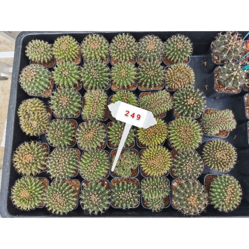 ยิมโนคริสไม้เมล็ด​ ไซส์ให้ดอก​ กระบองเพชร​  ยิมโนคริสหนอน​ Cristata #Gymnocalycium#แคคตัส​ #กระบองเพ