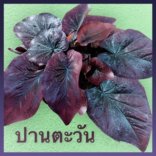 ปานตะวัน บอนสีสีเข้ม สายดาร์ก จัดส่งให้ทั้งกระถาง☘️‼️