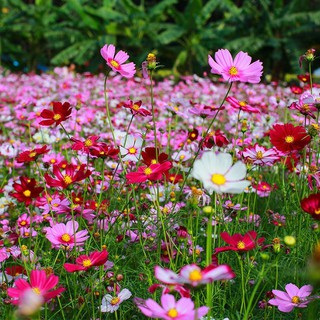 เมล็ดพันธุ์ ดาวกระจายคละสี ดอกคอสมอส (Mixed Cosmos Flower Seed) 100 เมล็ด คุณภาพดี ราคาถูก