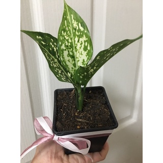 อโกลนีมา ดวงเศรษฐี Aglaonema sp. ‘Duangsetthi’ ต้นอัญมณีขาว Aglaonema 🍀ต้นไม้จริง✨