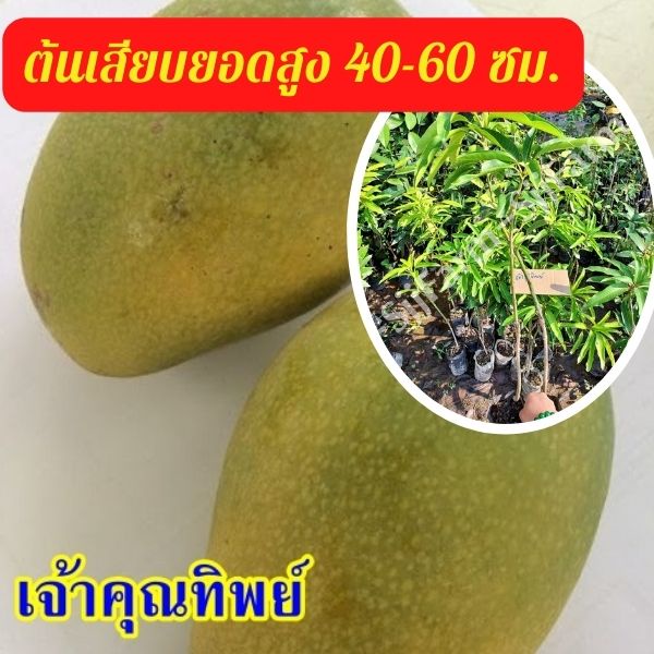 1 ต้น มะม่วงเจ้าคุณทิพย์ ต้นสูง 40-50 มีรสชาติดีทั้งผลดิบและสุก ผลสุกเนื้อแน่น ไม่มีเสี้ยน รสหวานจัด