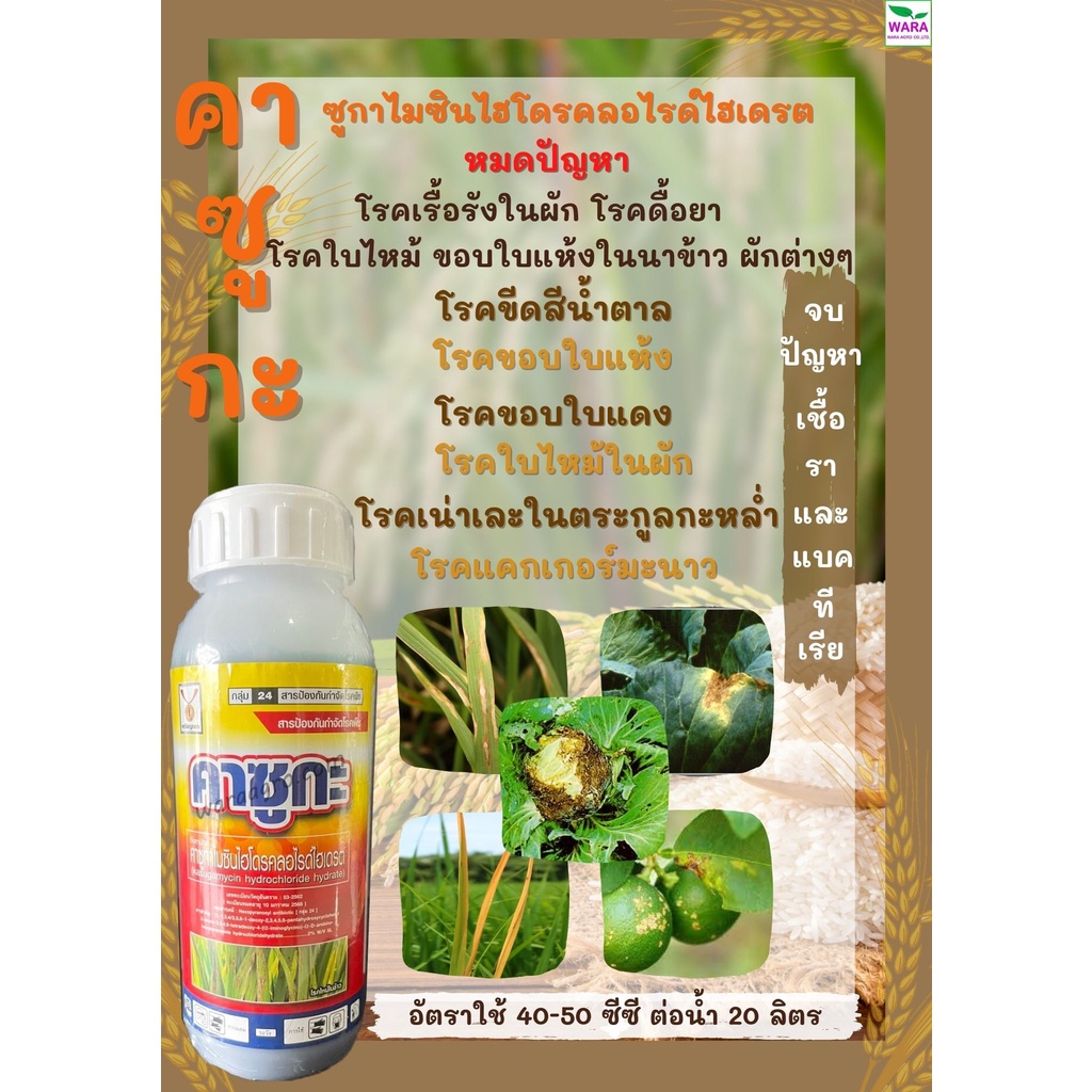 คาซูกะ คาซูไมซินไฮโดรคลอไรด์ไฮเดรต แคงเกอร์ มะนาว ใบไหม้ ขอบใบแห้ง ฆ่าแบคทีเรีย เน่าเละ เน่าดำ ใบเน่า ผักผลไม้ นาข้าว
