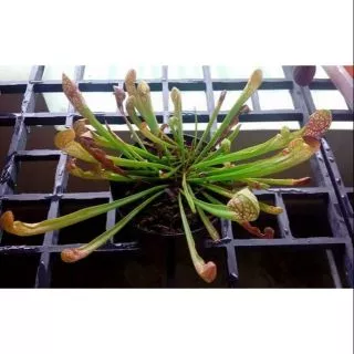 ซาราซีเนีย (สกาเล็ตเบล) พืชกินเเมลง Sarracenia 'Scarlet Belle' hybrid ( (S. leucophylla × psittacina)