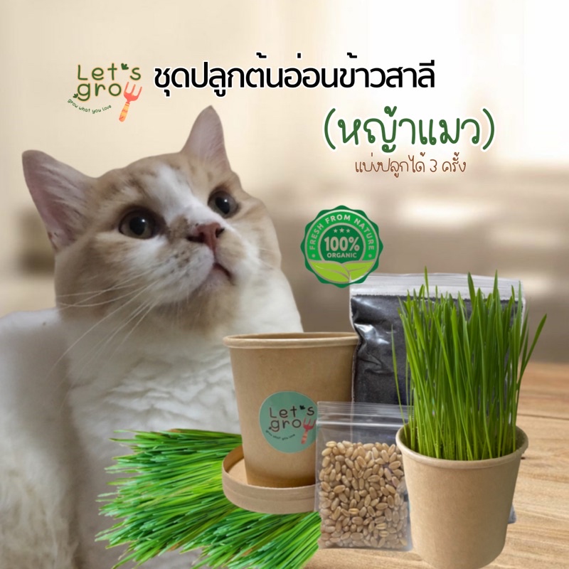 Seeds & Bulbs 38 บาท [หญ้าแมว] ชุดพร้อมปลูกต้นอ่อนข้าวสาลี Let’s grow ลดราคาพิเศษ  พร้อมโค้ดส่วนลด‼️ Home & Living