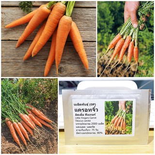 เมล็ดพันธุ์ แครอทจิ๋ว แครอทเบบี้ (Little Fingers Carrot Seed) บรรจุ 2000 เมล็ด คุณภาพดี ของแท้ 100%