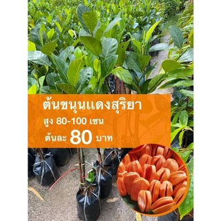 ต้นขนุนแดงสุริยา ต้นละ 80 บาท (ชุด 10 ต้น)