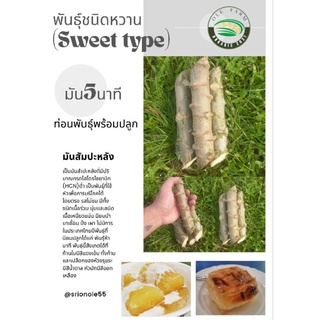 ท่อนมัน5นาทีพันธุ์ชนิดหวาน (Sweet type)