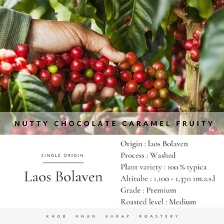 กาแฟลาวโบลาเวน Bolaven, เมล็ดกาแฟคั่วเกรดAA อาราบิก้า คั่วกลาง,Premium+,Laos Bolaven Arabica, Medium Roast