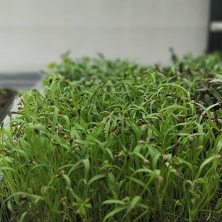 เมล็ดพันธุ์ ไมโครกรีน Carrot Microgreen บรรจุ 100 เมล็ด