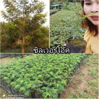 ต้นกล้า ซิลเวอร์โอ๊ค 🌲