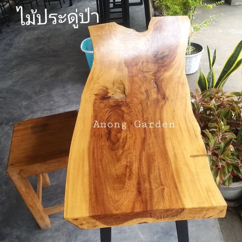 ต้นกล้า ประดู่ป่า ต้นละ 12 บาท ไม้ป่าเศรษฐกิจ นิยมปลูกทำรายได้ คุ้มค่า ราคา ถูกที่สุด ดีลบีเคเค แกลเลอรีภาพที่ 5