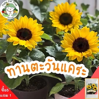 เมล็ดพันธุ์ รวมชุด ดอกไม้ ปลูกง่าย ดอกสวย ทานตะวันแคระ/เดซี่ขาว/คาโมมายล์/บานชื่น/กุหลาบเลื้อย/ฟอร์เก็ตมีน็อต ราคาถูก