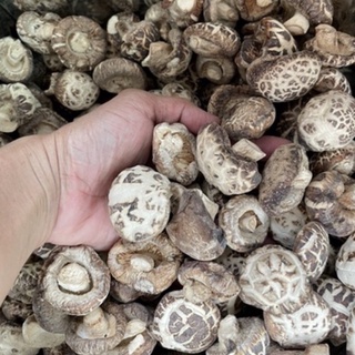 เห็ดหอมญี่ปุ่น แท้ 500 กรัม(Japan Mushroom)อย่างดี นำเข้า