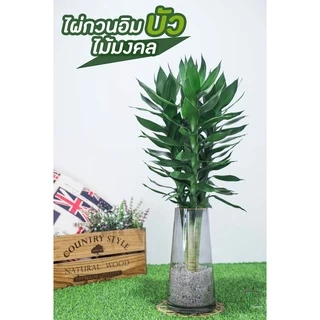 ไผ่กวนอิมบัว 3,5,10 ต้น สูง40-50-60-70cm ไม้มงคล ตัดสด ไม่มีราก