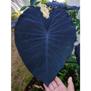 colocasia madeira tropic cool (ต้นตัดใบส่ง)