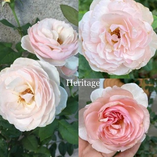 กุหลาบ​ เฮอริเทจ​ (Heritage rose)​