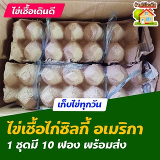 ไข่เชื้อไก่ซิลกี้ อเมริกา สำหรับการฟัก 10 ฟอง