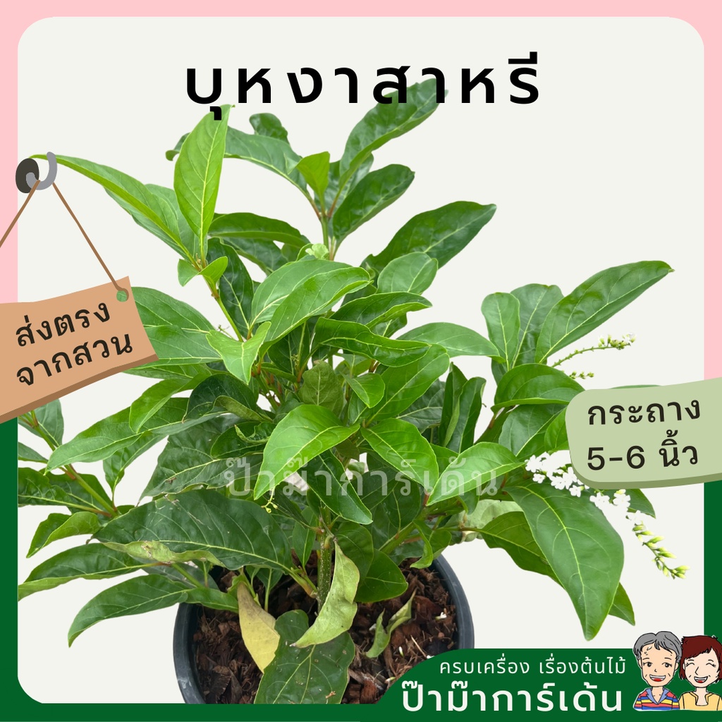 มุมมอง 3