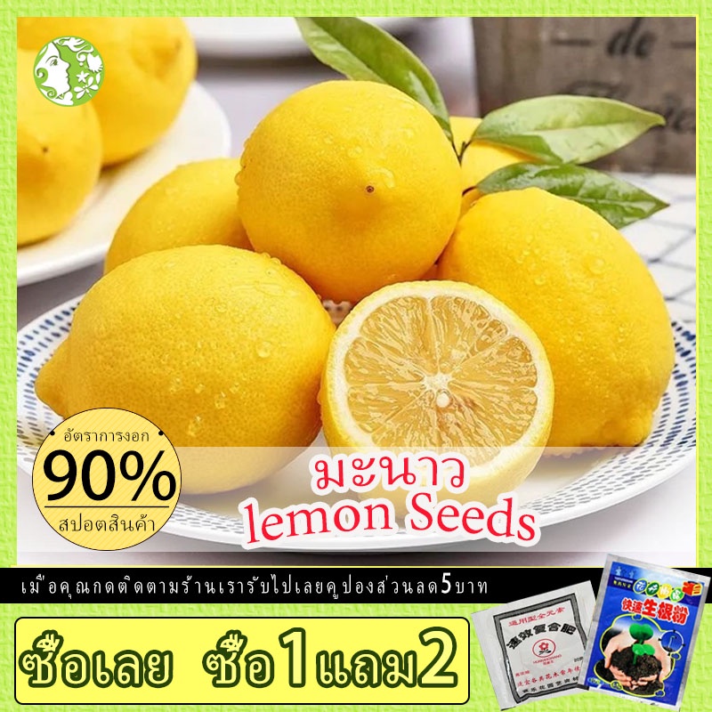 เมล็ดพันธุ์ เลม่อน Lemon Tree Seeds Fruit Seeds บรรจุ 20 เมล็ด เมล็ดพันธุ์แท้ พันธุ์ไม้ผล ต้นผลไม้ เมล็ดพันธุ์พืช บอนไซ