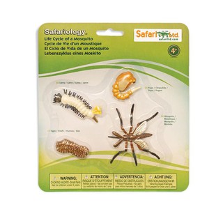 Safari : SFR662616 วงจรชีวิตยุง Life Cycle of a Mosquito