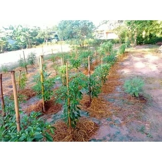 หัวเชื้อน้ำส้มควันไม้สะเดาเข้มข้นแท้ๆขนาด1ลิตรที่ผ่านการกรองแล้วไม่มีสารน้ำมันดินปลอดภัยต่อผู้ใช้