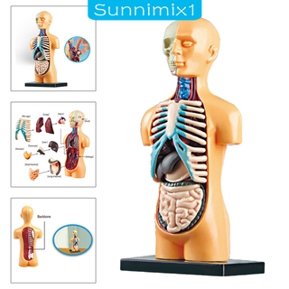 ( Sunnimix1 ) โมเดลร่างกายมนุษย์ของเล่นสําหรับเด็ก 7 +