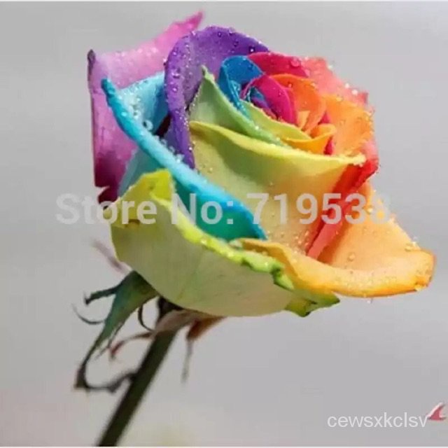 RARE RAINBOW ROSE 10 SEEDS perennial hybrid tea flower garden USA SELLER W/TRACK
