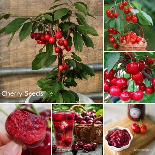 ปลูกง่าย ปลูกได้ทั่วไทย ของแท้ 100% 30PCS Cherry Seeds Fruit Seeds พันธุ์ไม้ผล ต้นไม้ประดับ แต่งบ้านและสวน Plants ต้น/เม