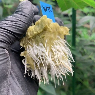 Great White Mycorrhizae พรีเมี่ยม ไมคอไรซ่า ปุ๋ย เร่ง ราก ระเบิด ราก เชื้อรา เร่งราก