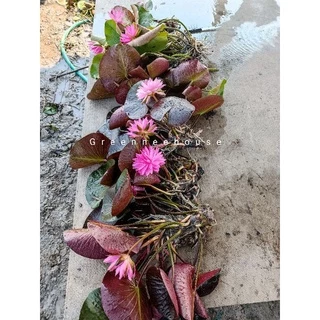 บัวฝรั่งชื่อมาลิกาญจน์ Waterlily