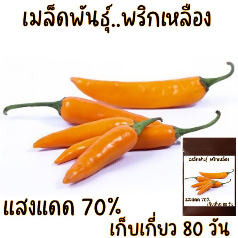 20 เมล็ด พริกเหลืองมัน yellow hot เมล็ดพันธุ์พริกเหลือง