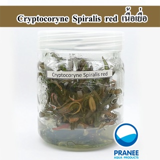 คริป Cryptocoryne Spiralis red  (เนื้อเยื่อ) (ต้นไม้น้ำ) ต้นไม้น้ำตกแต่งตู้ปลา