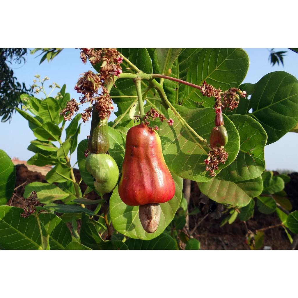 รายการ 93+ ภาพพื้นหลัง ต้นมะม่วงหิมพาน ความละเอียด 2k, 4k