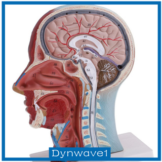 [Dynwave1feMY❤] Section of Human Head &amp; Neck Anatomical Model  Skeleton Anatomy Z0XR