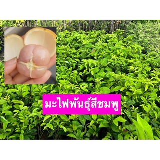 มะไฟพันธุ์สีชมพู เป็นงานปักชำ สูง50-60ซม.พร้อมปลูก