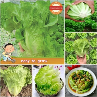 ถูก ใหม่ สายพันธุ์100pcs Lettuce Seed เมล็ด Seeds vegetable เมล็ดพันธุ์ผัก เมล็ดผัก เม็ดผักสวนครัว เมล็ดผักต่างๆ บอนส VZ