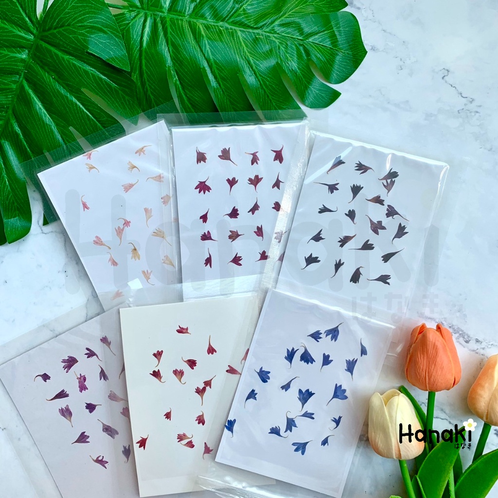 【พร้อมส่ง】ดอกคอร์นฟลาวเวอร์ทับแห้ง ดอกไม้จริงทับแห้ง ดอกไม้ทับแห้ง Preserved Flowers