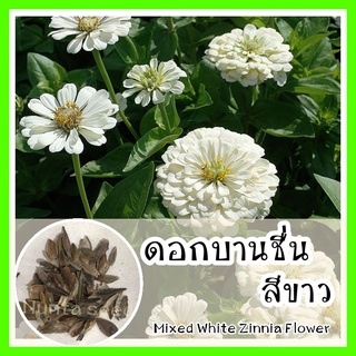 พร้อมส่ง ❗ รหัส  140 เมล็ดพันธุ์แท้ OP แท้   ดอกบานชื่นสีขาว - Mixed White Zinnia Flower มีทั้งกลีบซ้อนและไม่ซ้อนคละกัน